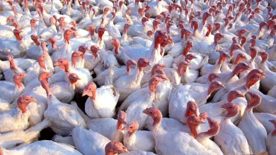 Turkey Production