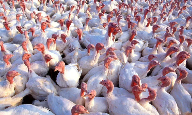 Turkey Production